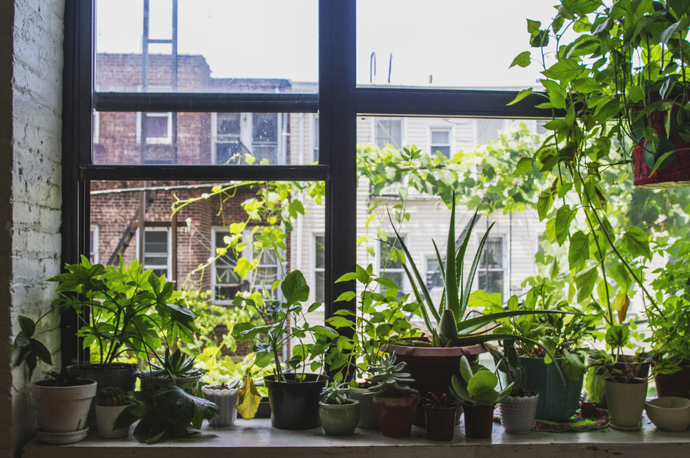 indoor plant gadget